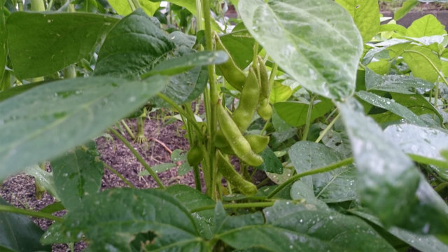 家庭菜園で枝豆を作る